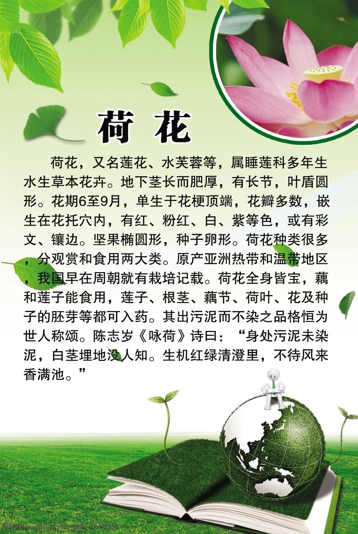 荷花百科 荷花简介 花卉简介 荷花海报 花卉百科 展板模板 广告设计模板 源文件