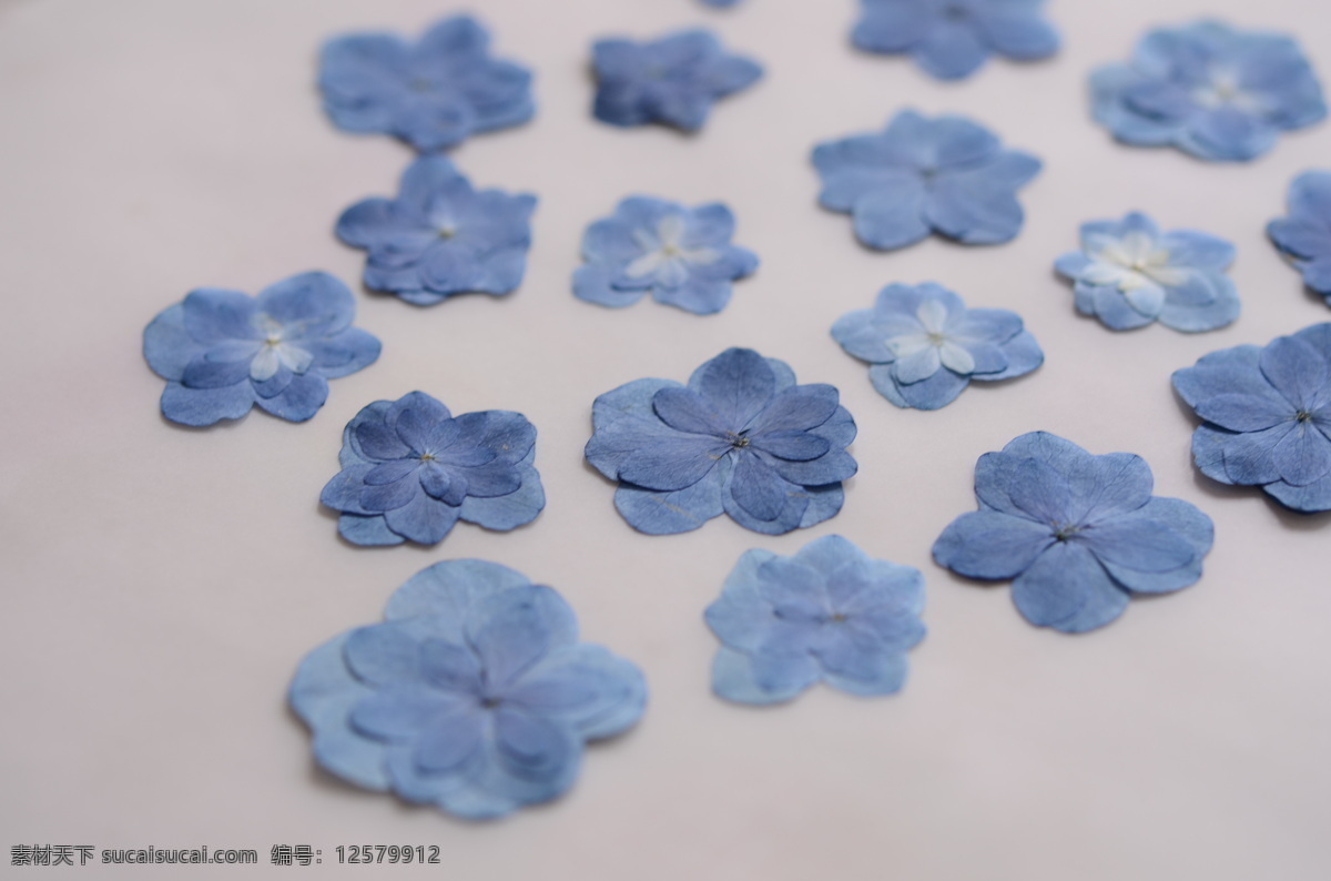 蓝色八仙花 花朵 蓝色 清新