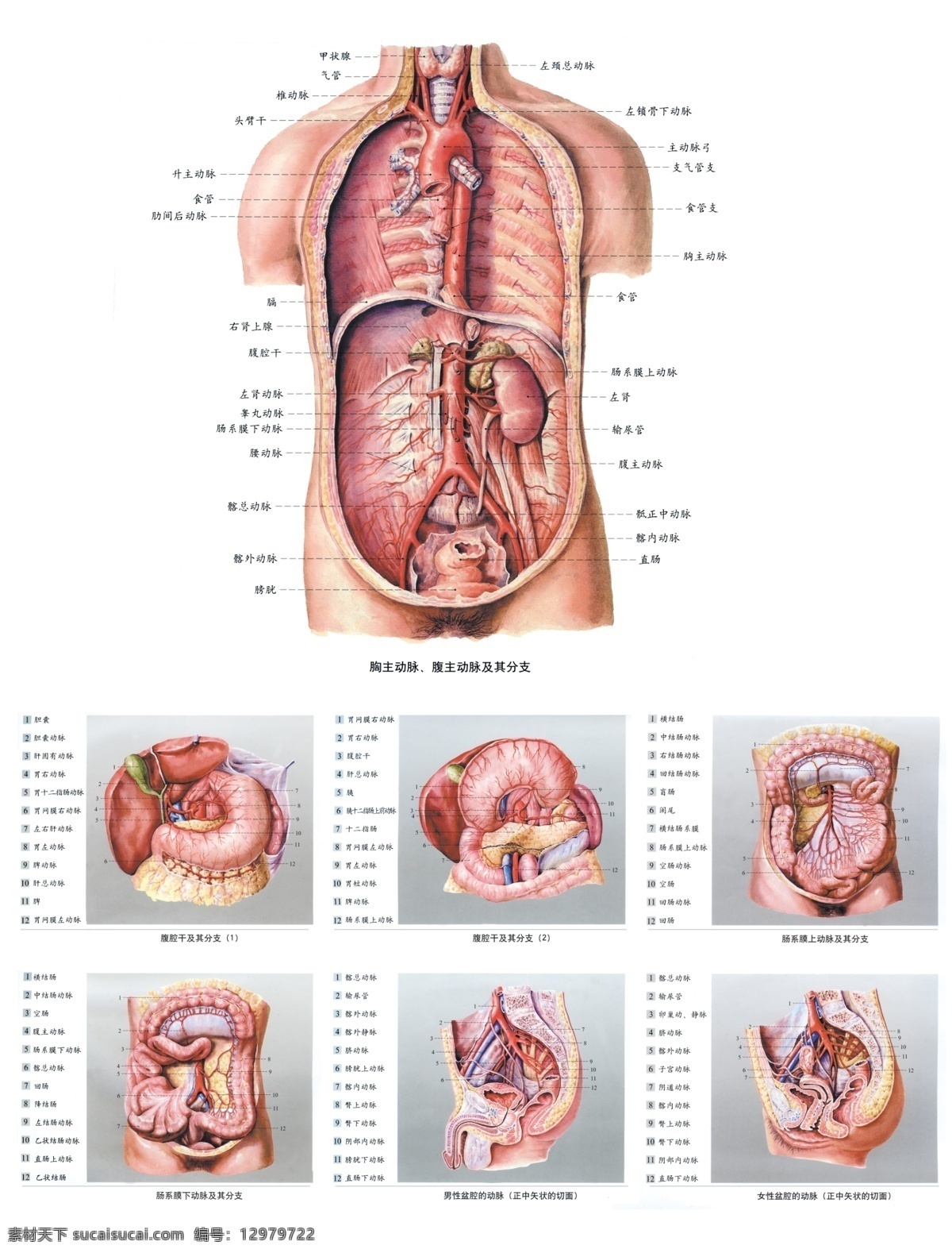 人体 解剖 经络图 人体内脏图 内脏分部图 人体构造图 医学图 展板 医院展板设计