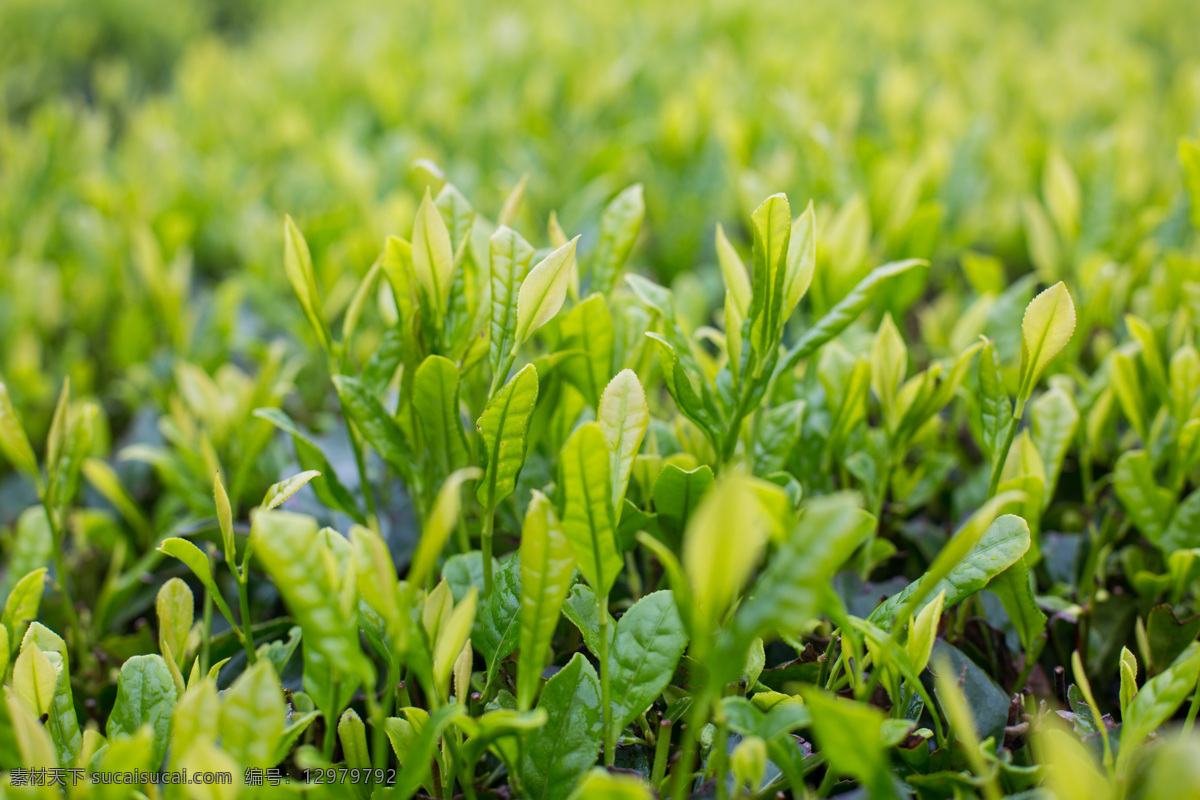 茶园 农业 种植 绿茶 山 茶叶 生物世界 花草