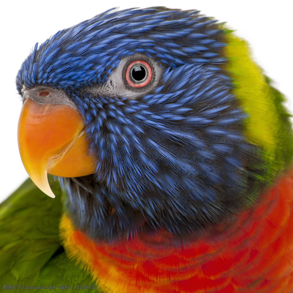 鹦鹉 头部 特写 parrots 飞鸟 生物 色彩 高清图片 鹦鹉头部特写 尖嘴 注视 空中飞鸟 生物世界