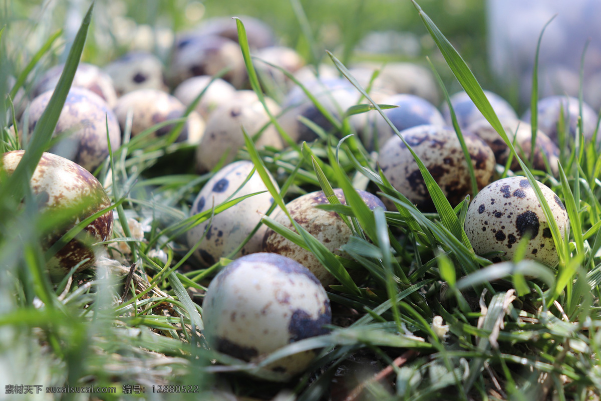 鹌鹑蛋 蛋 鹑鸟蛋 鹌鹑卵 quail egg 鹌鹑