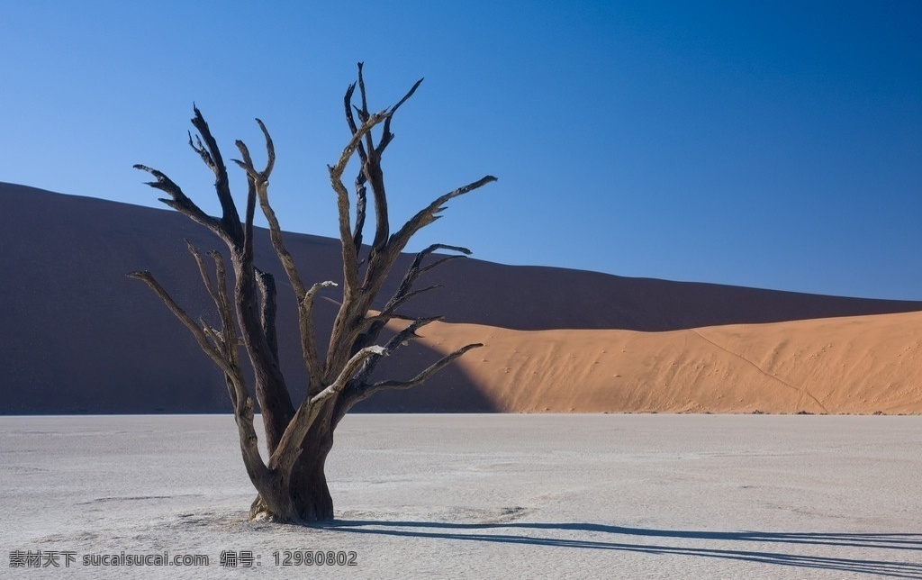沙漠 枯树 荒地 蓝天 自然风景 自然景观