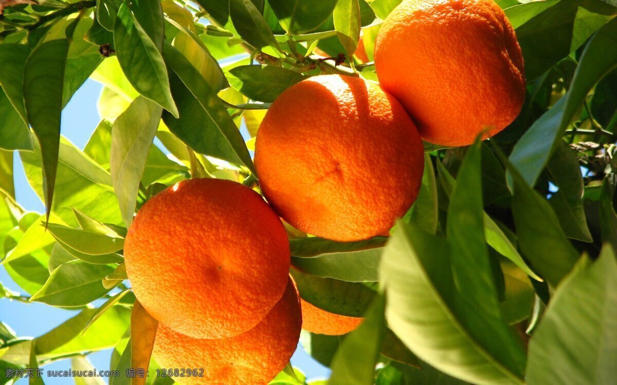 树上 橘子 高清 树枝 果树 树叶