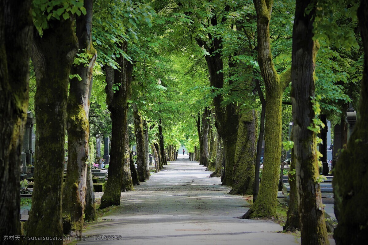 草地 绿草 公园 景色 风景 树木 小路 绿叶 红花 乡间小路 石板路 天空 晴朗 阳光 自然景观 自然风景