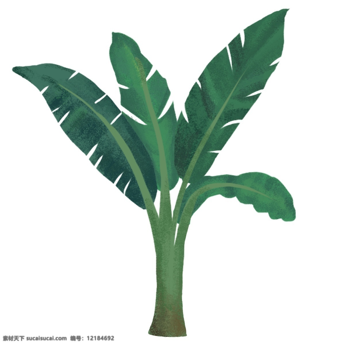 立体绿色植物 热带 绿色 芭蕉