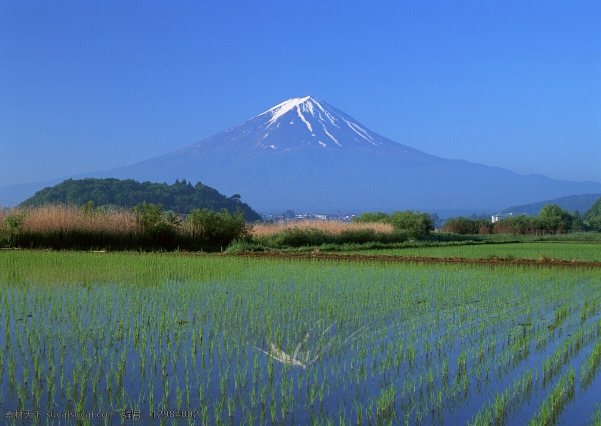 稻田免费下载 稻田 天空 田野 乡村田园图片 雪山 植物 庄稼 风景 生活 旅游餐饮