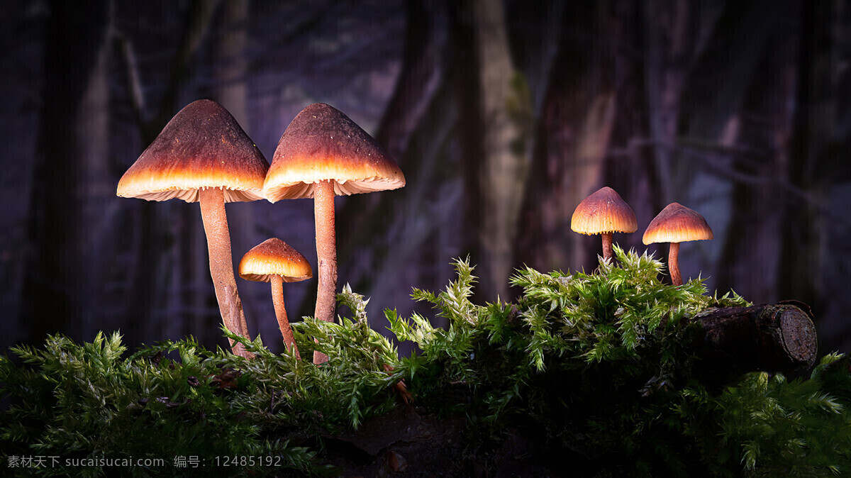 森林 蘑菇 植物 背景 桌面 生物世界 花草