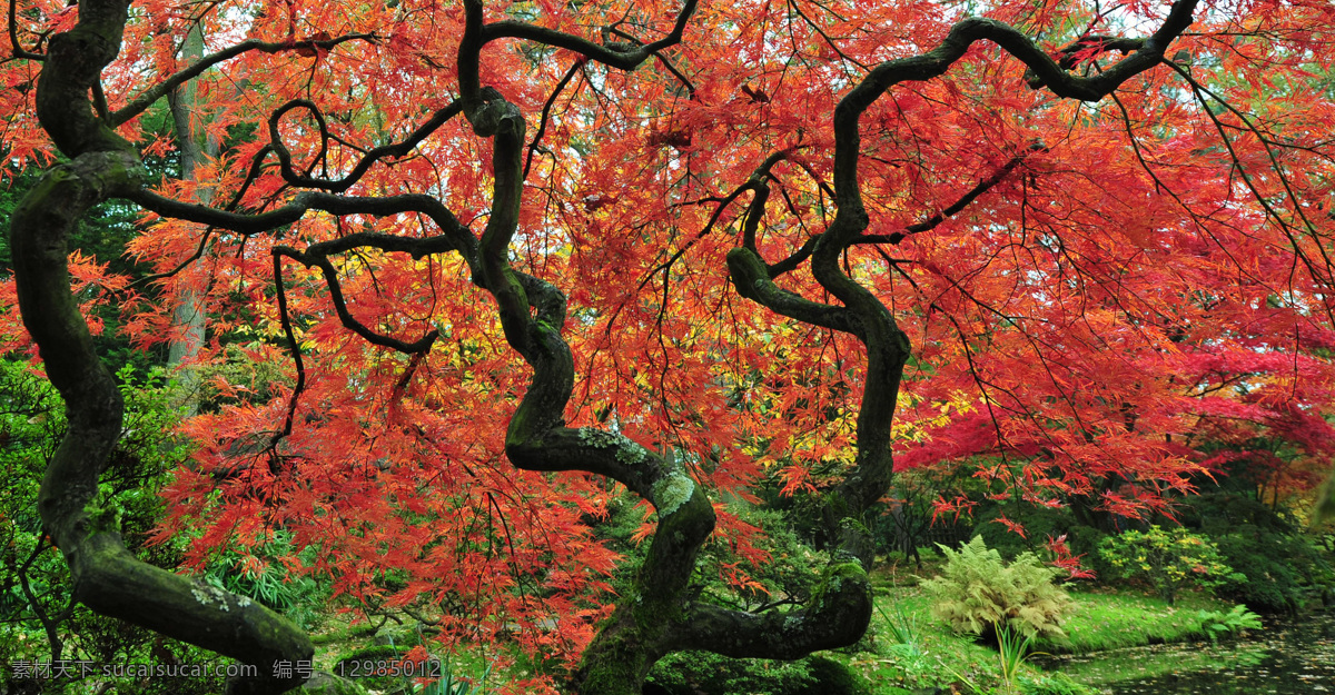 秋天 枫树 风景摄影 枫树林 秋天美景 日本公园 美丽风景 自然风光 美景 美丽景色 自然风景 自然景观 黑色