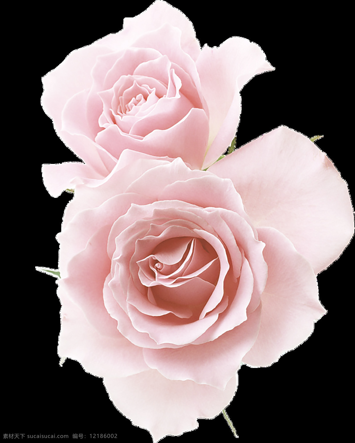粉色 花朵 玫瑰花 美丽鲜花 花卉花草 漂亮花朵 玫瑰花素材 鲜艳花朵 花草植物 底纹背景 鲜花摄影