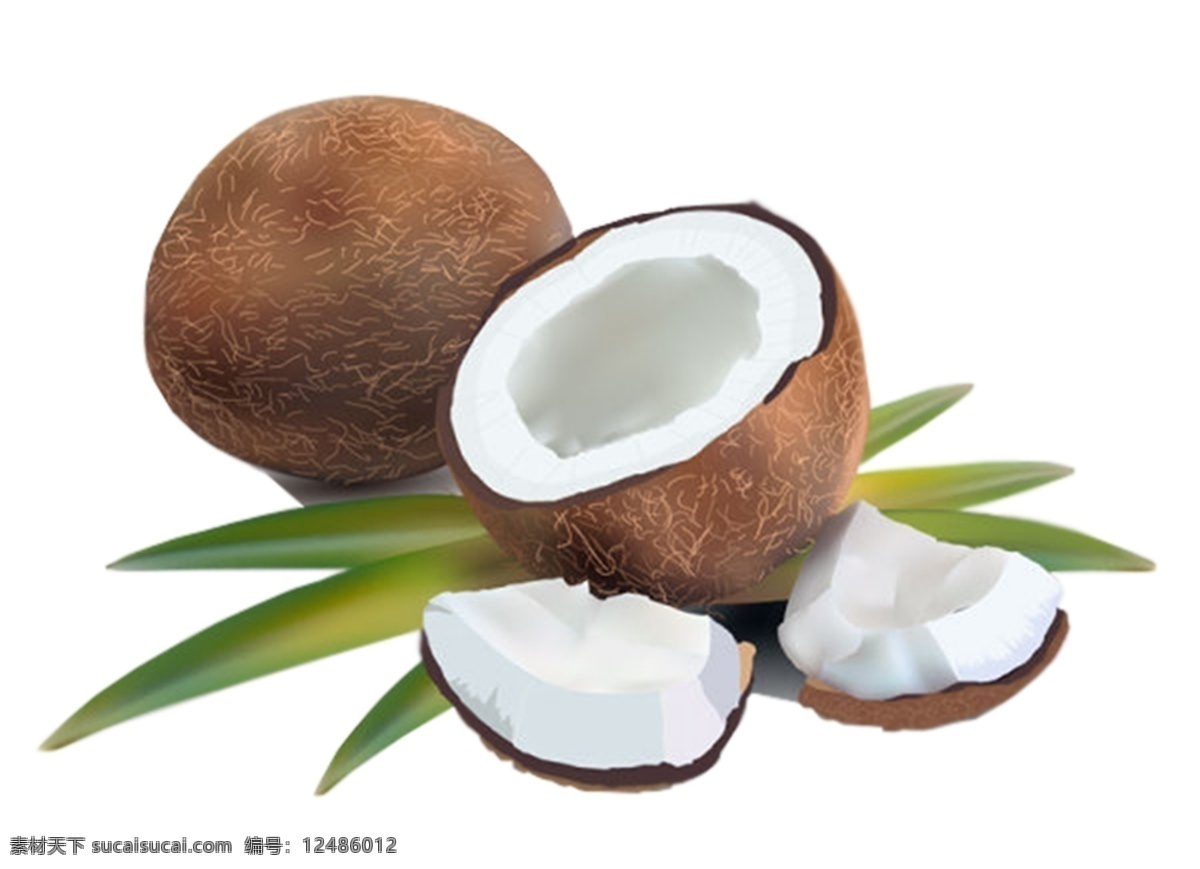 椰果素材 椰子 椰肉 椰果 叶子 水果