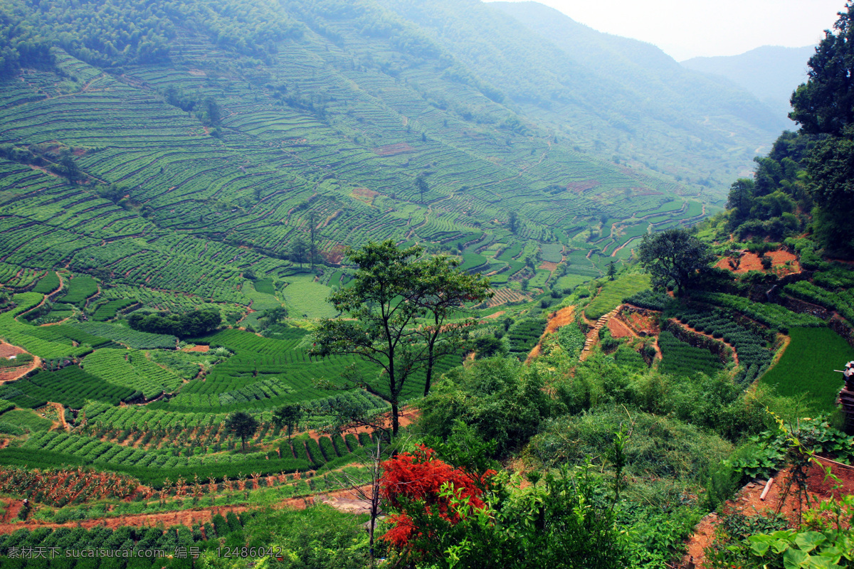 梯田茶园景观 梯田 茶园 辉白茶 嵊州茶园 茶叶 景观 花草 生物世界 树木树叶