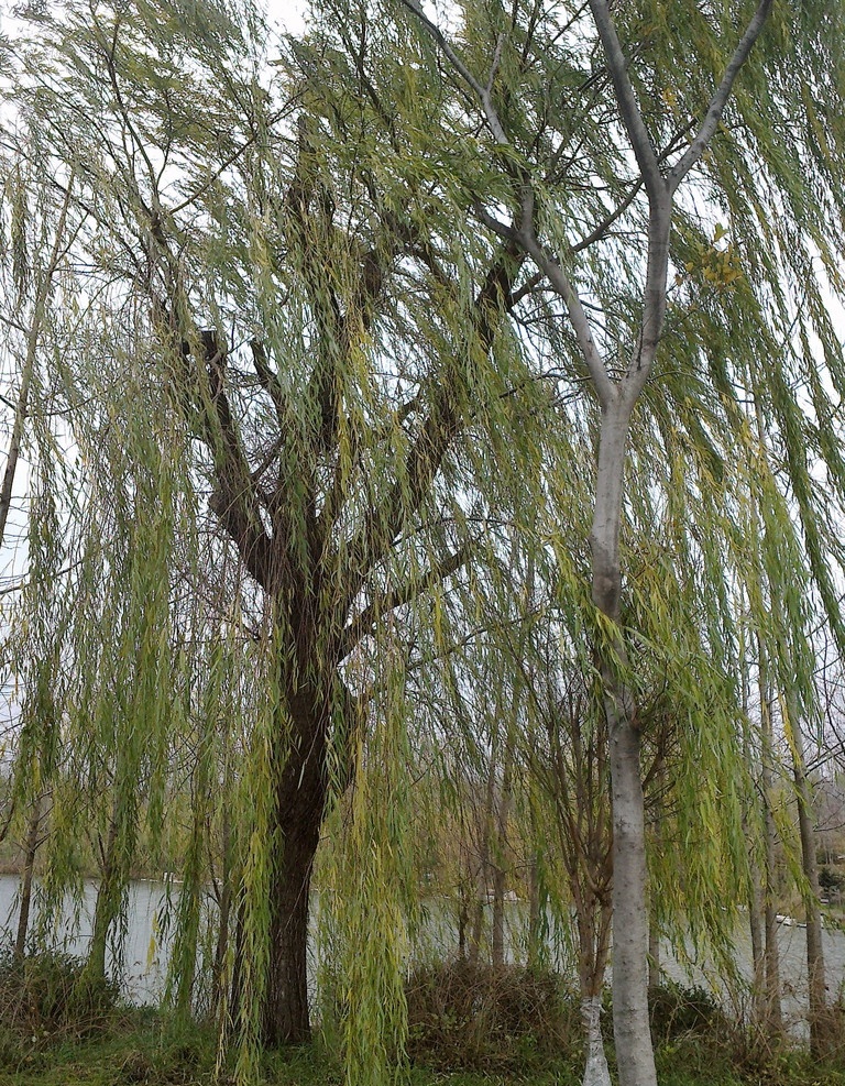 垂柳 湖畔 绿树 柳树 春天 树木树叶 生物世界