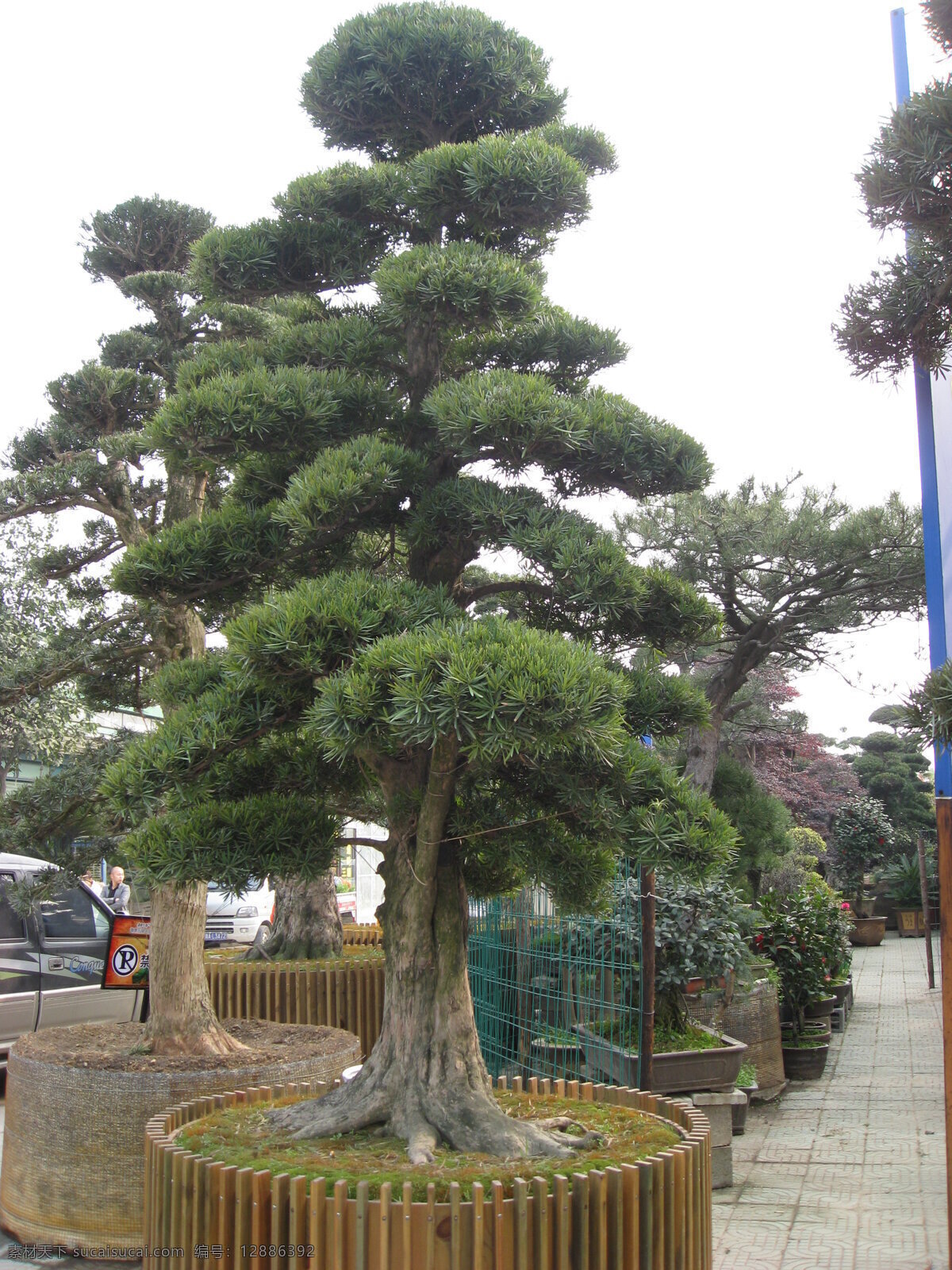 罗汉松 造型 树 花木 花展 绿色 苗木 树木 园林 园林建筑 园艺 日本罗汉松 造型罗汉松 花木节 粗壮 家居装饰素材 园林景观设计