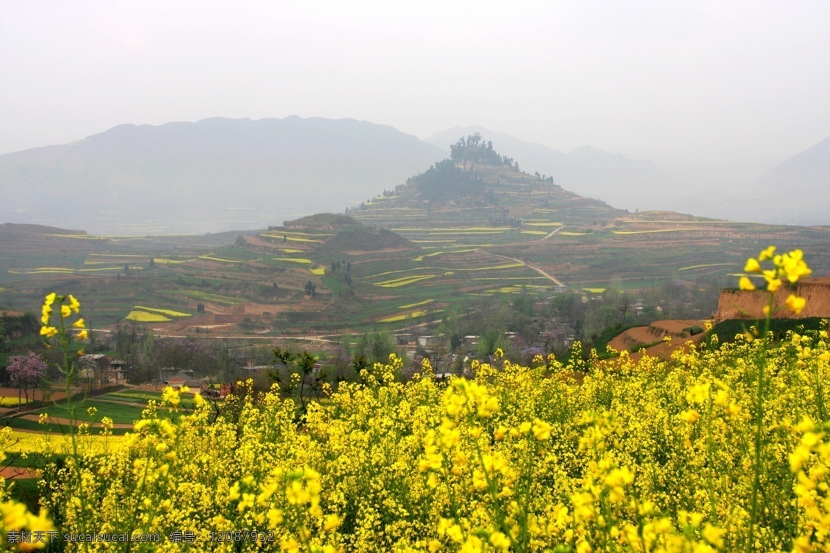 花免费下载 白云 大山 花 蓝天 油菜花 背景图片