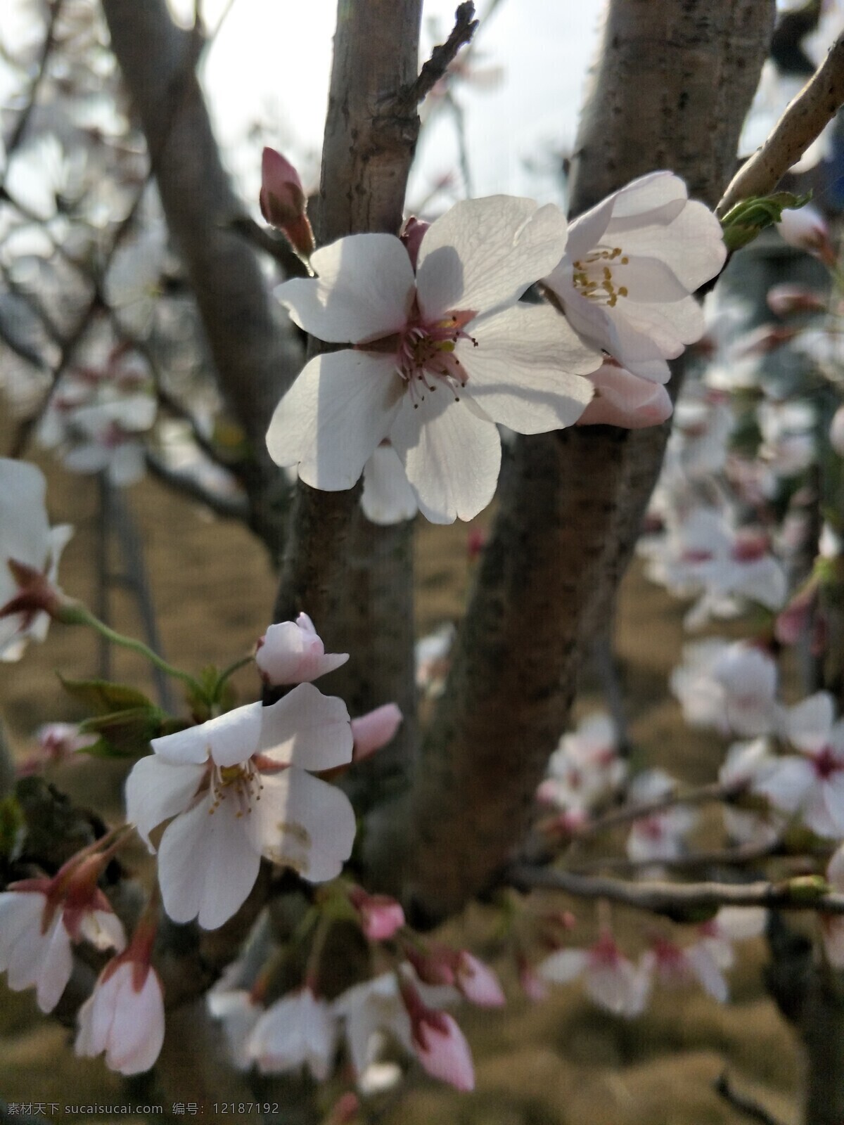 樱花 盛开的樱花 樱花观赏 樱花树 樱花背景 樱花节 自然景观 田园风光