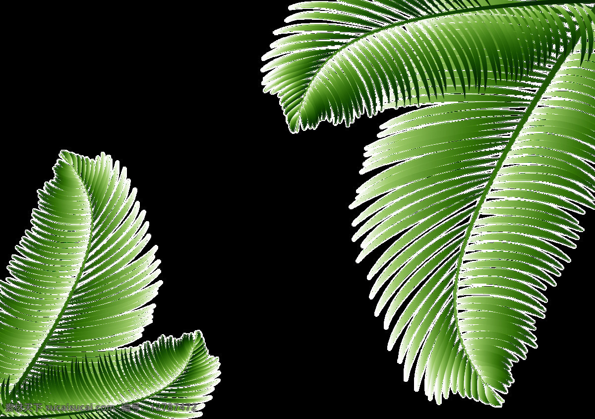 手绘 蕨类植物 叶子 透明 绿色 铁树 纹理 绿叶 透明素材 免扣素材 装饰图片