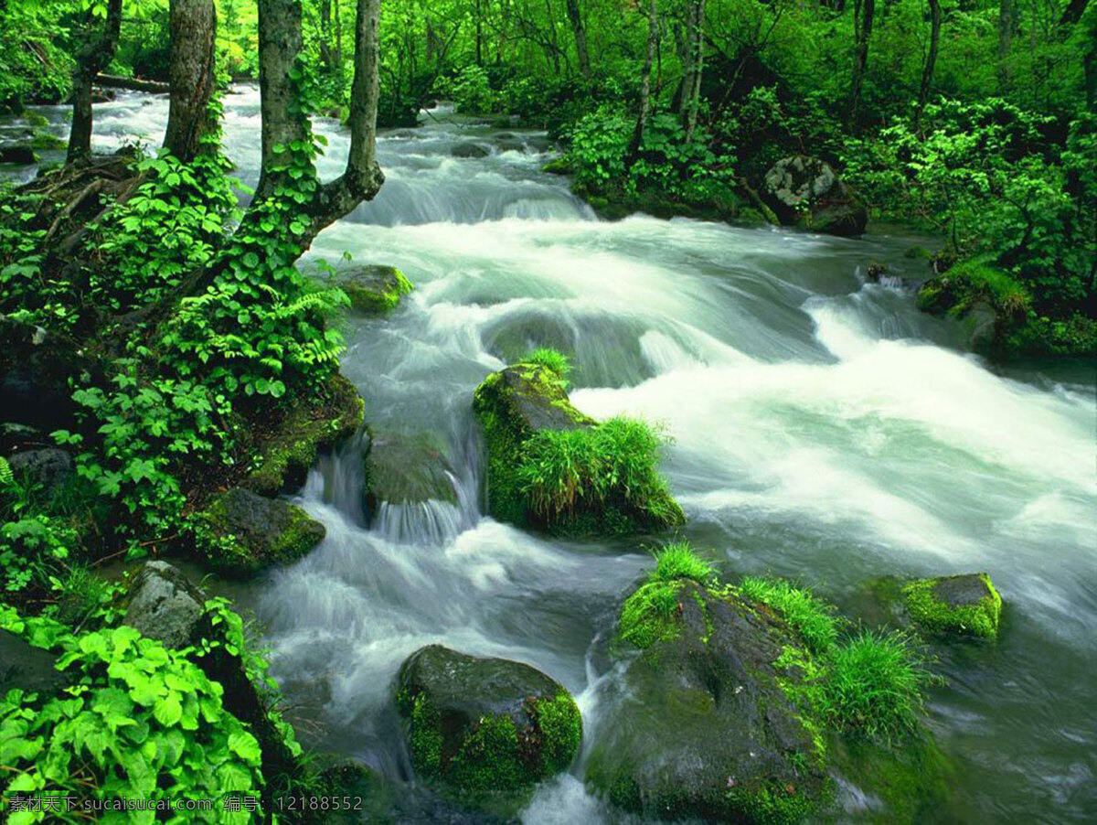 溪流 纯净的溪水 川流不息 唤醒 宁静 森林 植物 生命 绿色 中 绽放 自然景观 山水风景 摄影图库