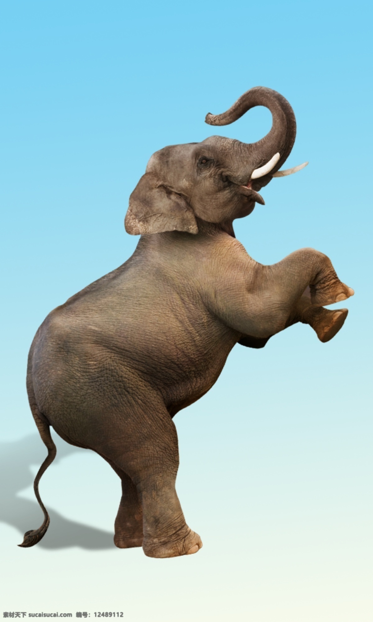 大象起舞 动物 大象 大象素材