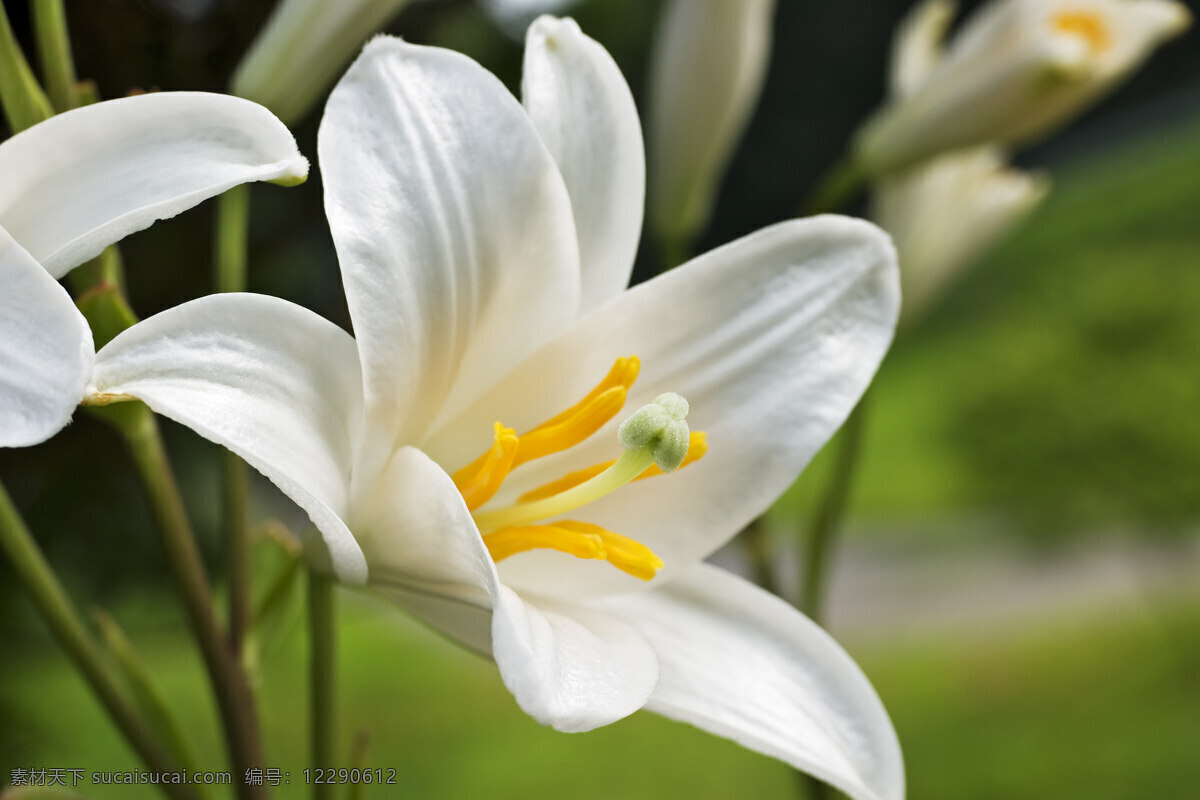 白 百合花 高清 花朵 白色 纯洁 唯美 花枝