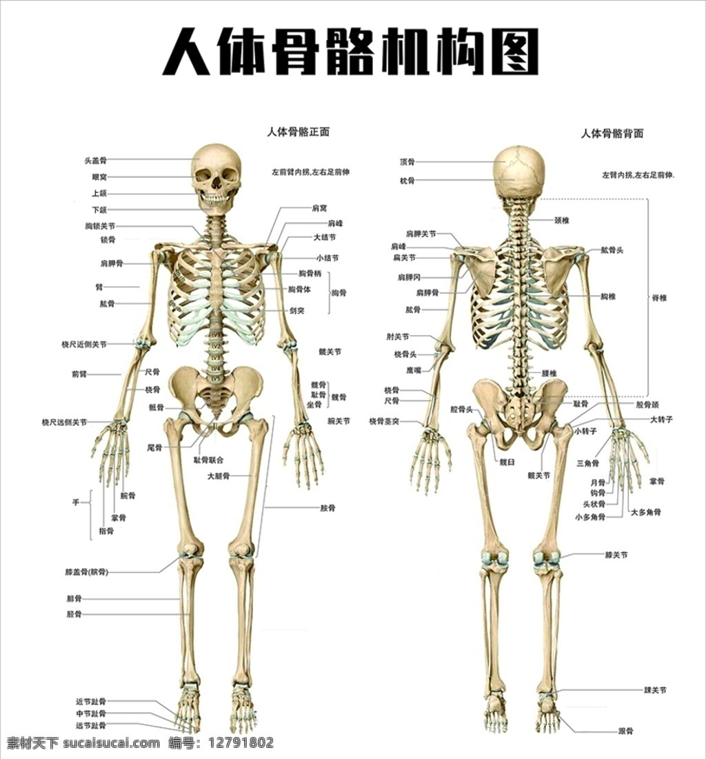人体 骨骼 结构图 经络 穴位 人体骨骼 生活百科 医疗保健