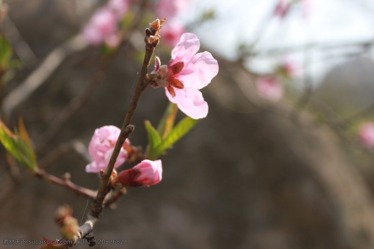 桃花 春天 花 花草 旅途 生物世界 踏青 psd源文件