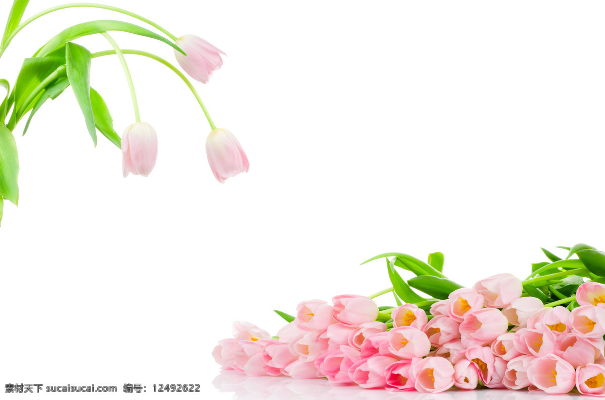 清晰 粉红色 郁金香 花朵 清新 郁金香花 鲜花 高清图片 植物图片 植物 摄影图片 植物照片 花草树木 生物世界 白色