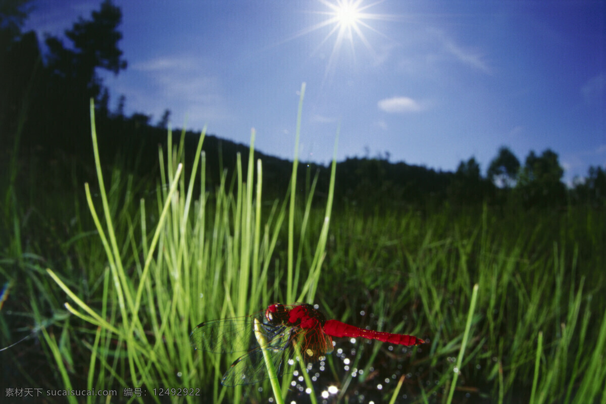 绿叶 上 红 蜻蜓 红蜻蜓 昆虫 特写 微距摄影 花草树木 生态环境 生物世界 野外 自然界 自然生物 自然生态 高清图片 自然 植物 日光 户外 清新 白昼 自然风景 自然景观 黑色