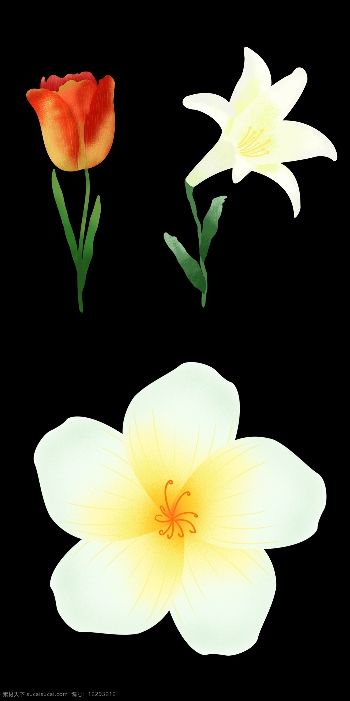 写实 郁金香 百合花 花朵 超级写实 矢量花朵 矢量素材 可爱的花朵 手绘卡通 一朵花 小粉花 小红花 小野花 小花 粉色 红色 鲜花