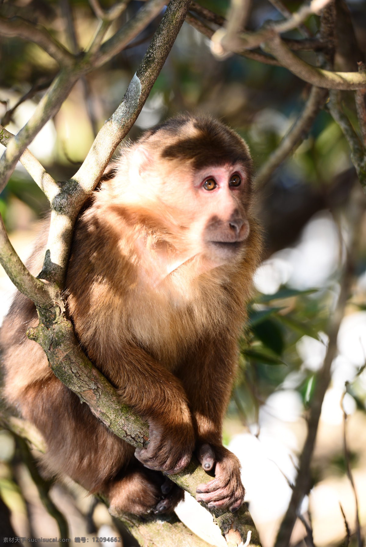 观望的猴子 猴子 观看 自然风景 动物 山里的猴子 树上的猴子 野生动物 生物世界