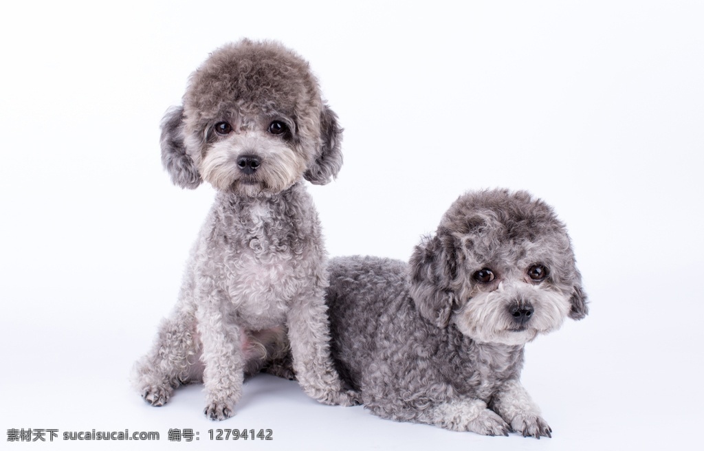 家狗 小狗 可爱 犬 宠物 萌犬 伙伴 狗写真 家犬 宠物狗 导盲犬 吉娃娃 忠诚 黑狗 白狗 狗素材 狗壁纸 小狗壁纸 狗背景 狗设计 狗狗 人与狗 可爱小狗 狗摄影 忠犬 狗特写 狗鼻 狗摆拍 一条股 一只狗 狗毛 狗头 小狗创意 腊肠狗 小狗动画 小狗狗 狗动态 狗照片 狗高清 草地狗 生物世界 家禽家畜