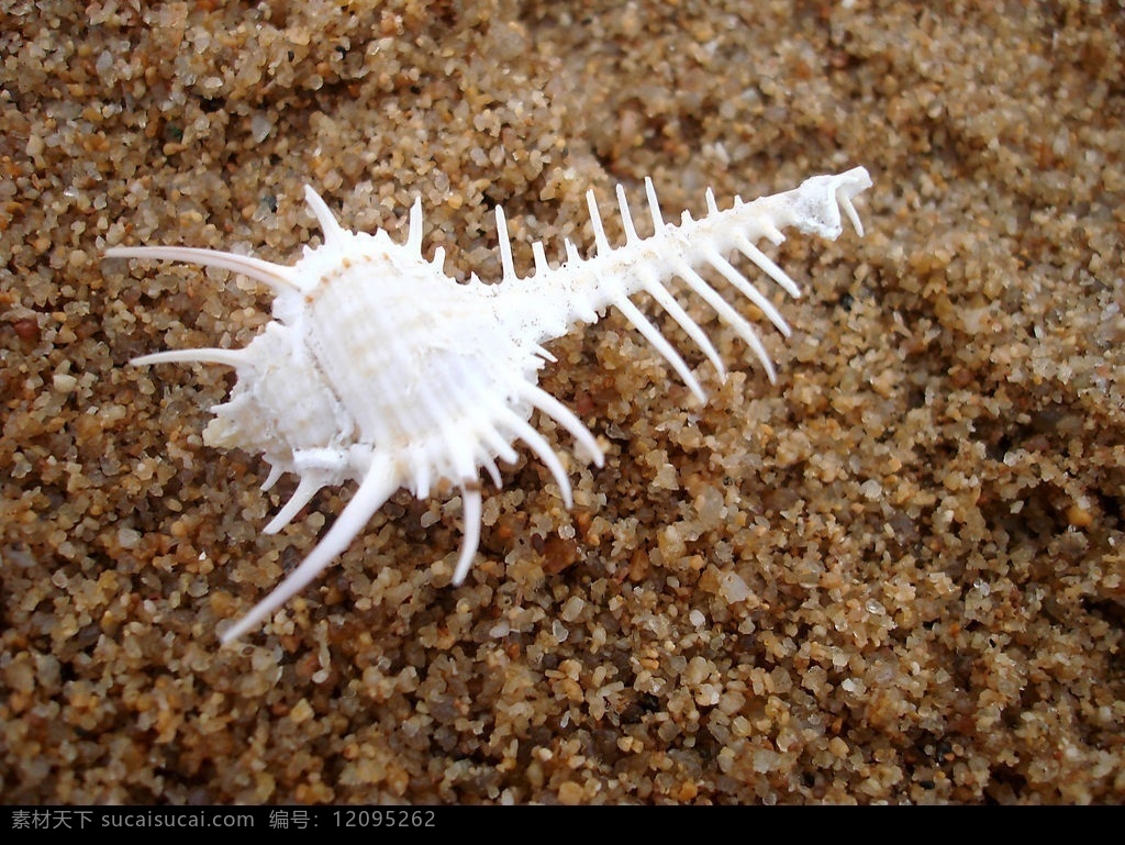 海洋生物 旅游摄影 海螺特写 海砂 自然风景 贝壳 摄影图库