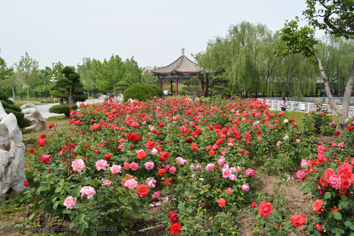 植物 花卉 花朵 盛开 粉色 月季花 生物世界 花草 自然景观 田园风光