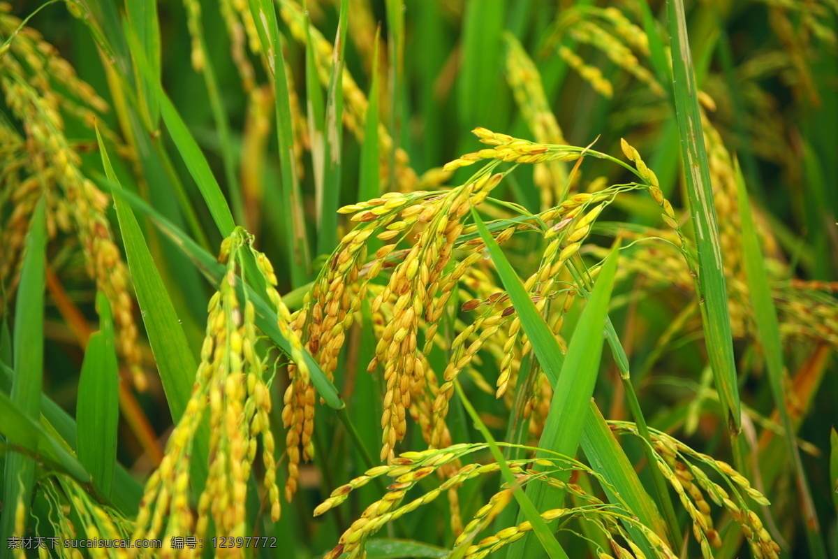成熟 水稻 粮食 绿色 农业 生态 田园 成熟水稻 熟了 田园风光 自然景观 矢量图 日常生活