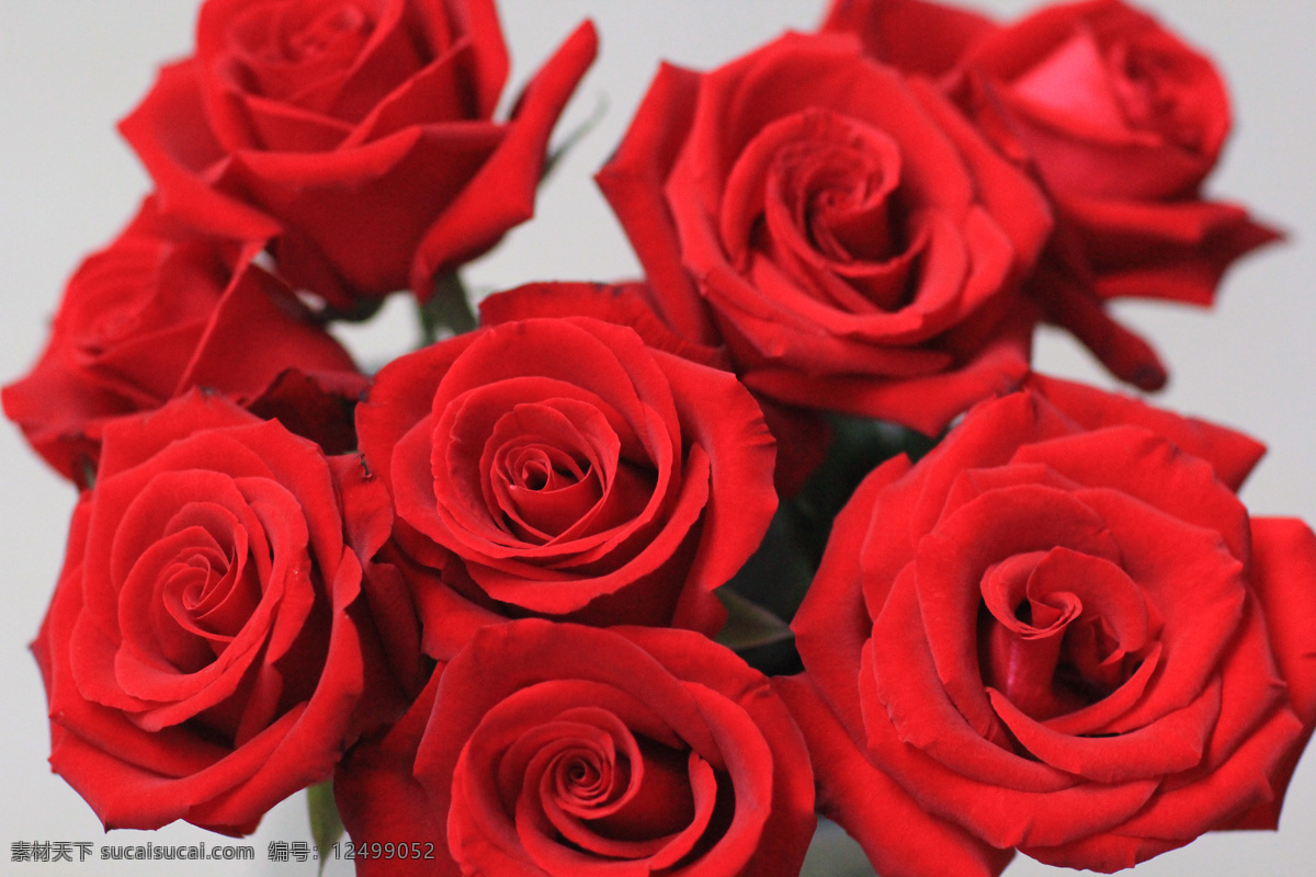 玫瑰特写 玫瑰 红玫瑰 插花 静物 大红玫瑰 鲜花 鲜花素材 生物世界 花草