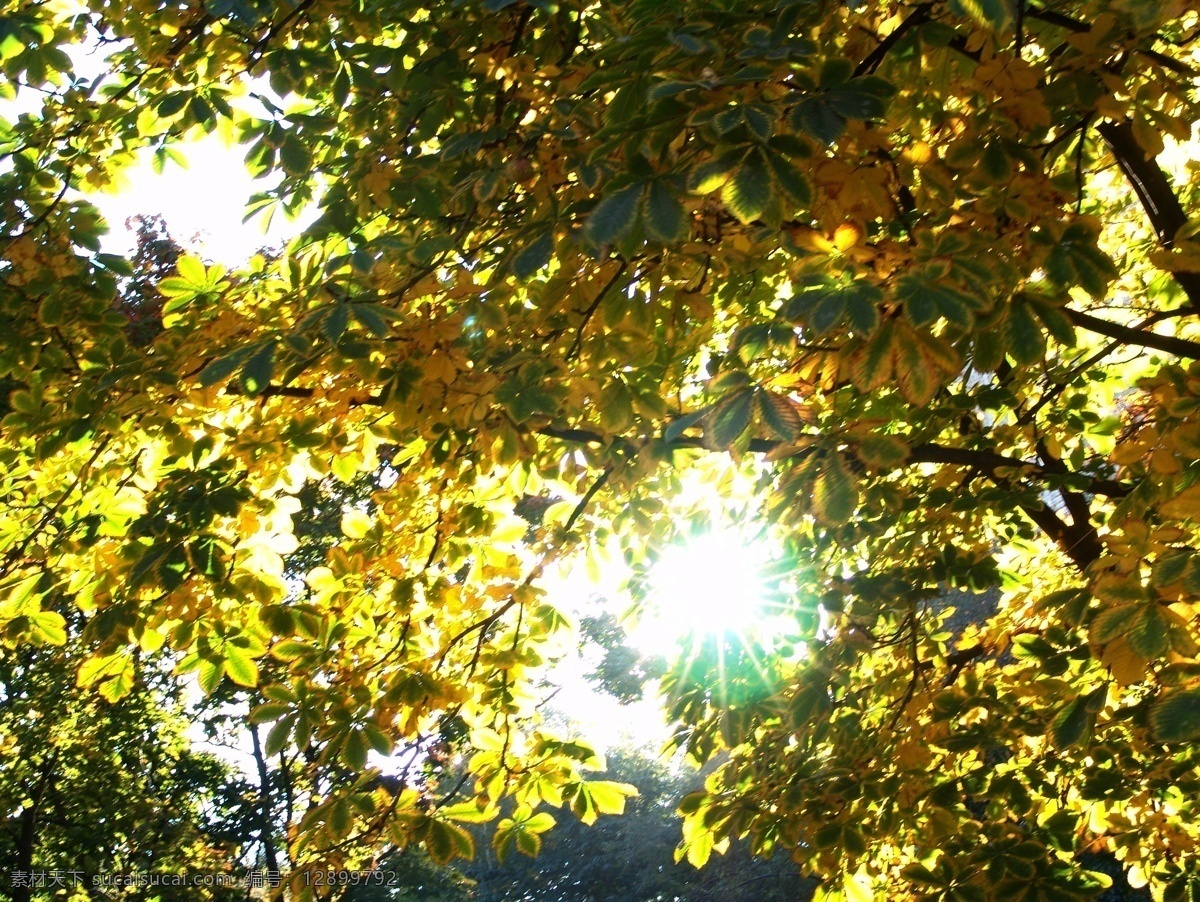 透 时 树林 秋天 风景 美丽树林 大树 树木 树叶 花草树木 自然风光 秋季自然景色 秋天美丽风景 秋天风光 自然风景 自然景观 黑色