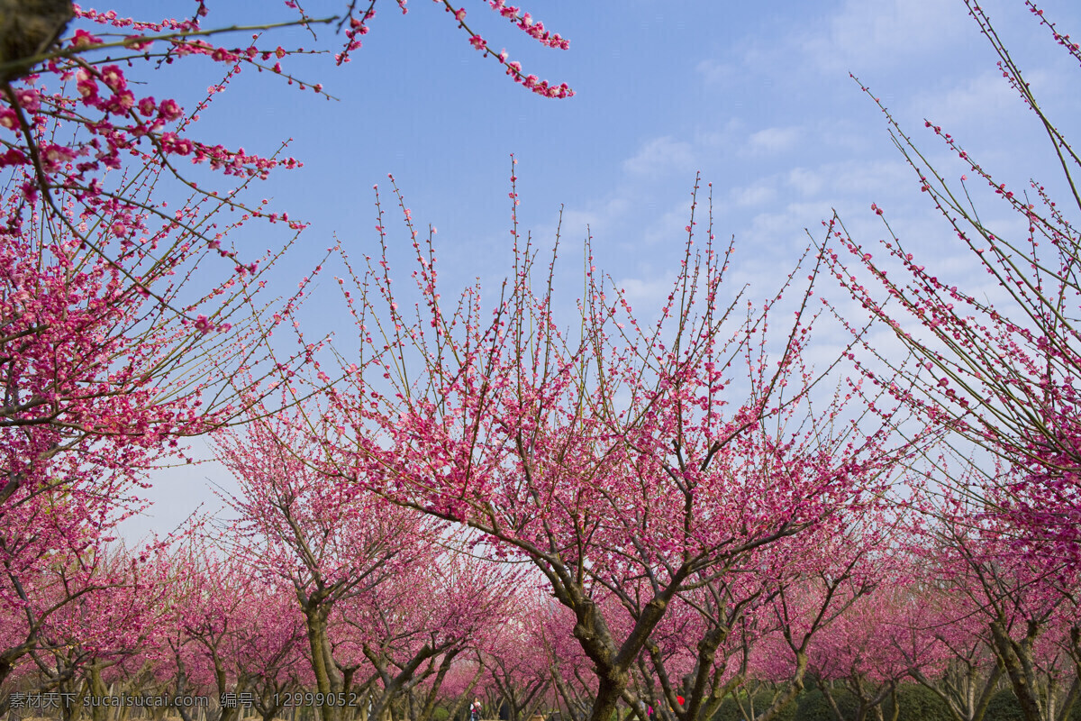 蓝天 下 桃花 盛开 桃林 高清图片 横构图 自然 植物 仅植物 日光 清新 粉色 粉红 粉花 绽放 怒放 桃树 树林 粉红的云 花草树木 生物世界