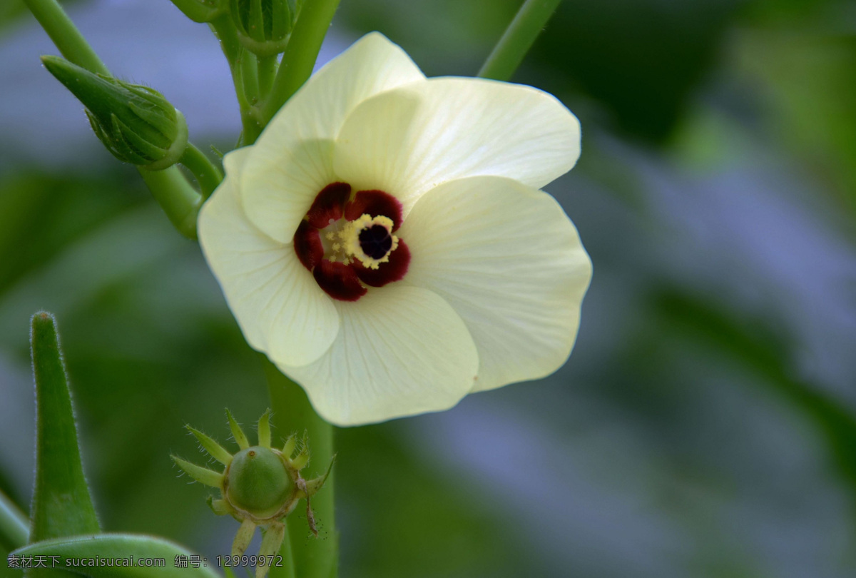 唯美 花 植物 自然 黄秋葵花 鲜花 花朵 生物世界 花草