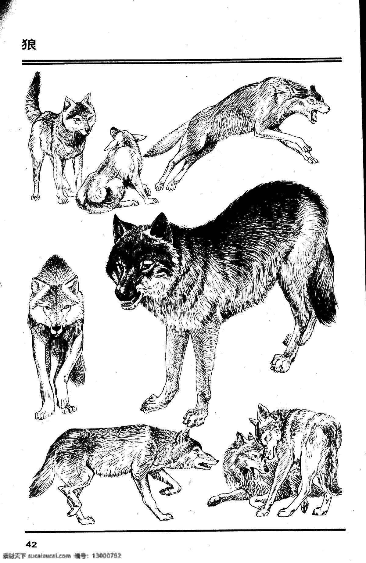 百兽谱 狼 百兽 兽 家禽 猛兽 动物 白描 线描 绘画 美术 禽兽 野生动物 百兽图 生物世界 设计图库