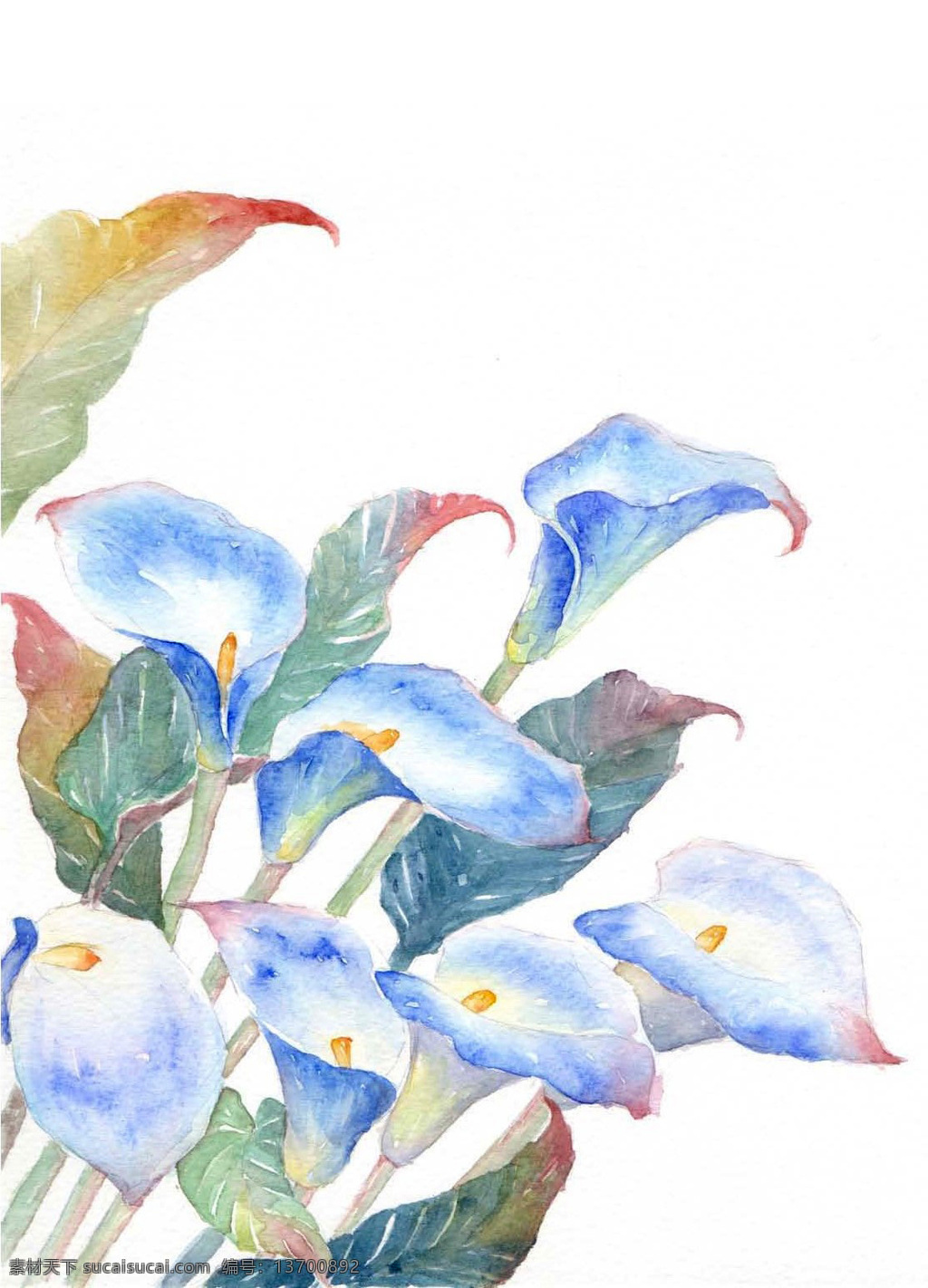手绘 水彩 马蹄莲 花卉 插画 植物 插画类 文化艺术 绘画书法