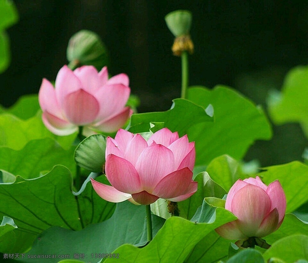 荷花 莲花 绿叶 红花 出污泥而不染 生物世界 花草