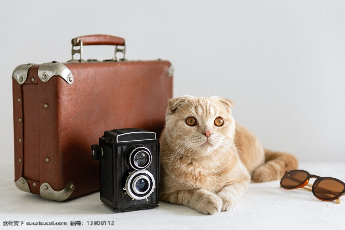 宠物猫图片 喵 猫咪 宠物 萌宠 家猫 动物 可爱 萌猫 小猫 宠物猫 喵星人 可爱的动物 生物世界 家禽家畜