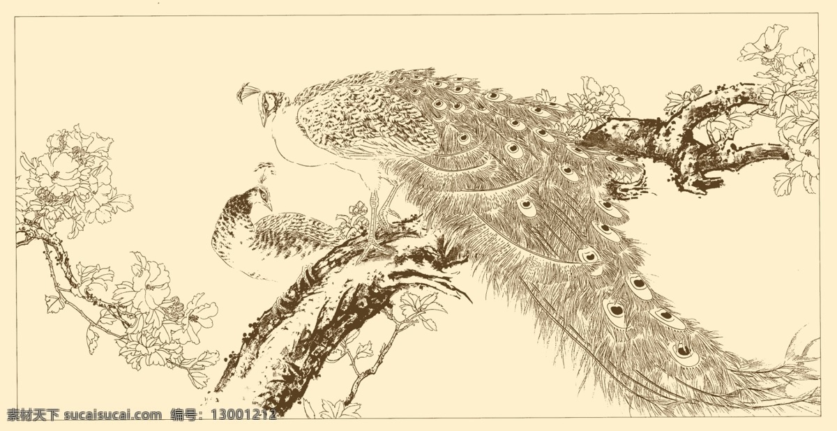 白描孔雀 白描 线描 国画 中国画 孔雀 禽鸟 动物 树枝 分层 源文件