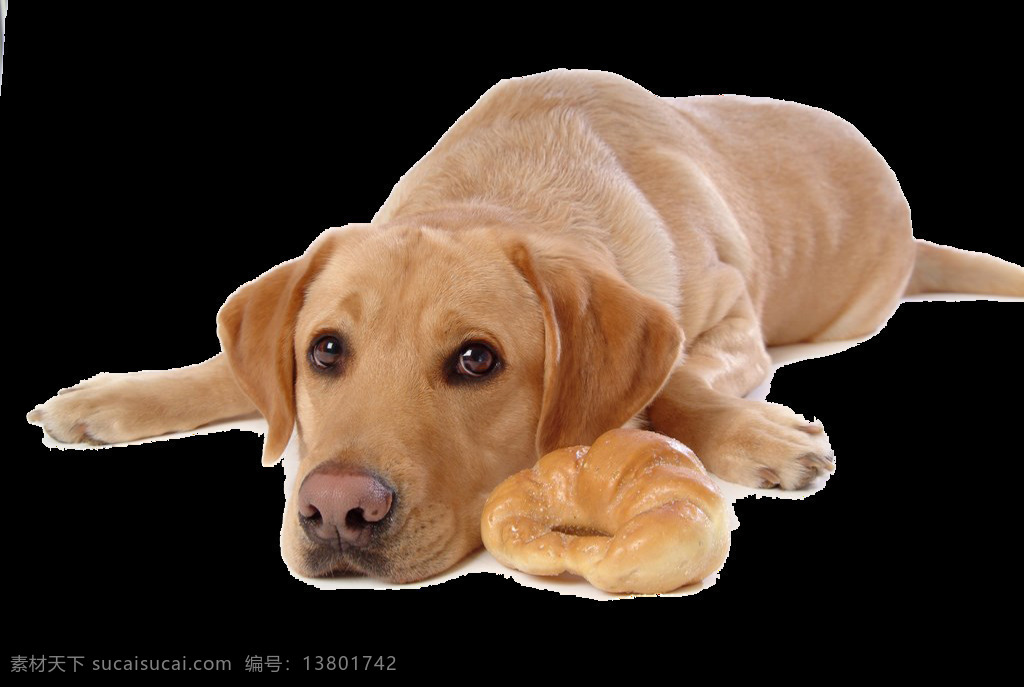 可爱 黄色 小狗 宠物狗 产品 实物 产品实物 动物 生肖狗