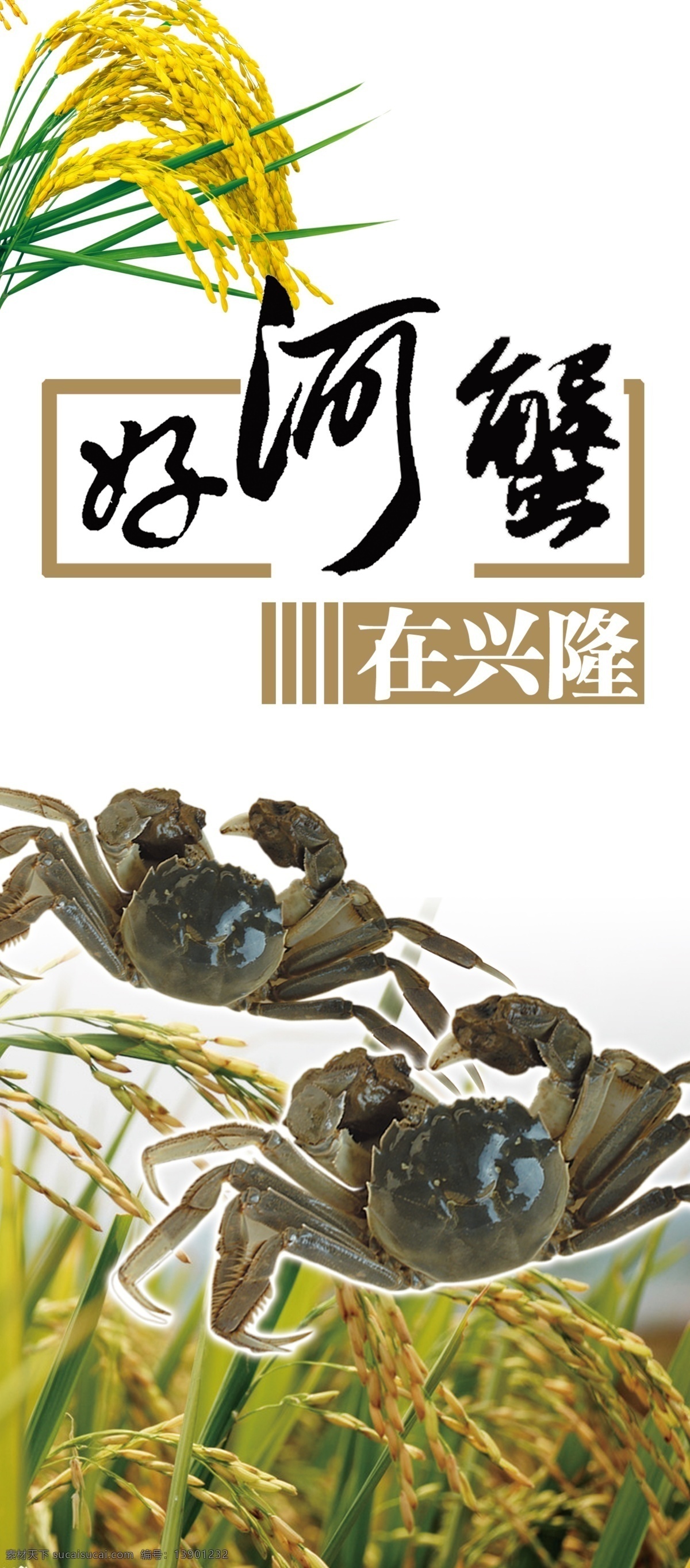 河蟹免费下载 绿色 水稻 水稻背景 河蟹 psd源文件