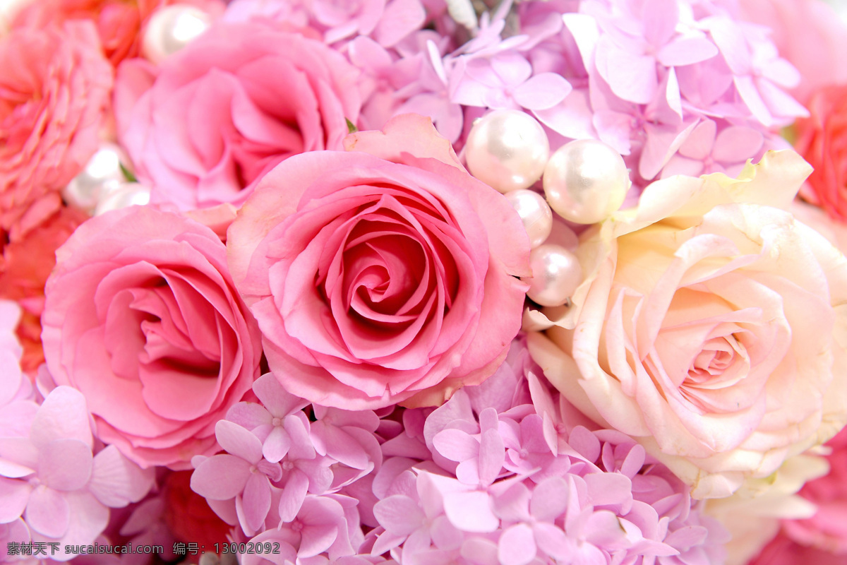 玫瑰花 背景 高清 珍珠 白色珍珠 粉色玫瑰 五彩玫瑰