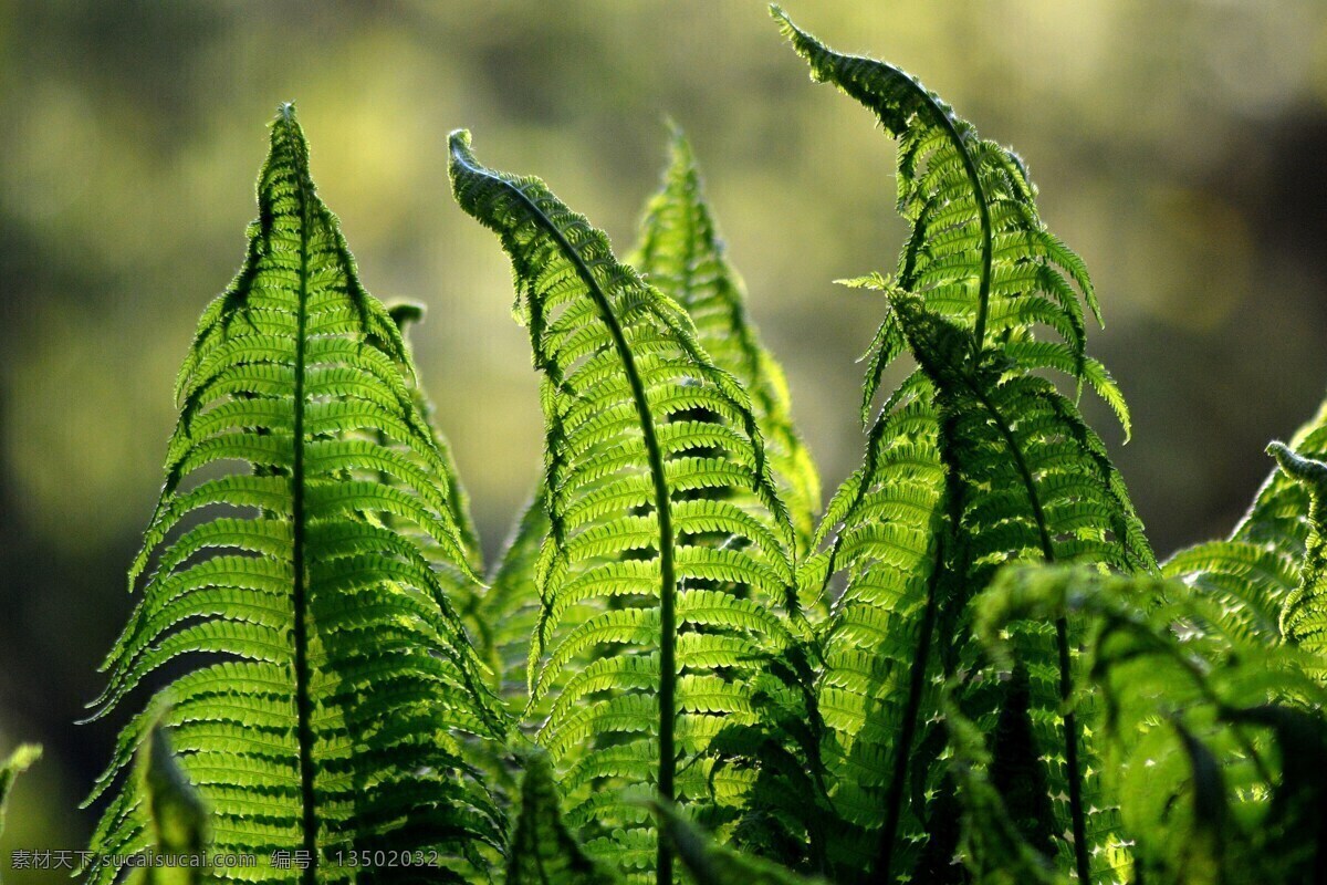 凤尾蕨 井栏草 小叶凤尾草 中药 药材 绿叶 植物 蕨类 蕨类植物 野生山菜 蕨菜 猫爪 花草树木 照片 生物世界 花草
