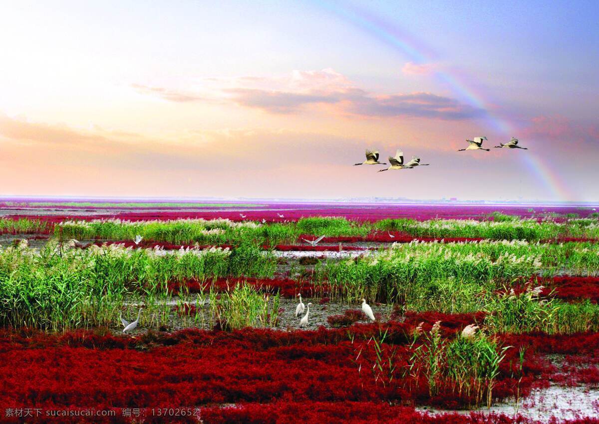 红海滩 盘锦 水草 火烧云 自然风景 自然景观
