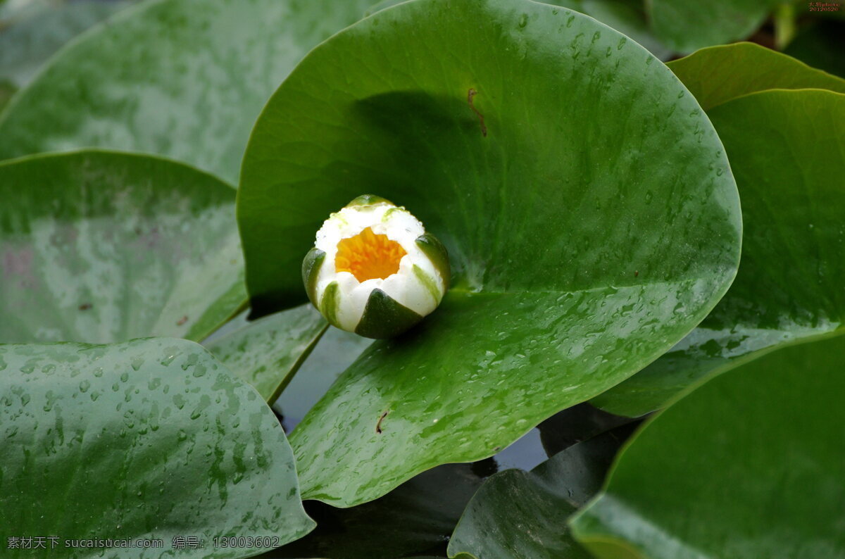 白睡莲 承德 避暑山庄 荷塘 莲花 睡莲 花草 生物世界