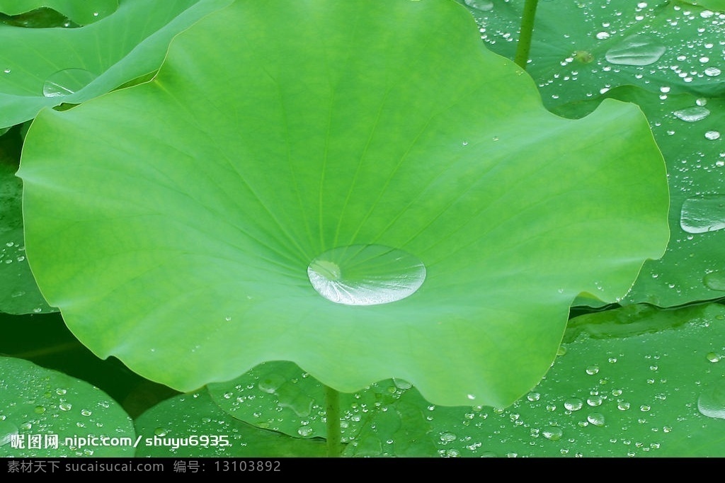 绿叶系列 绿色 绿叶 荷花 露水 荷叶 露珠 生物世界 树木树叶 摄影图库